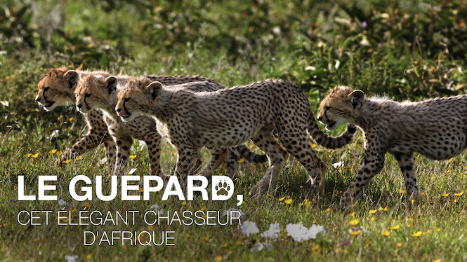 Le Gu pard cet l gant chasseur d Afrique 2013 Netflix Flixable